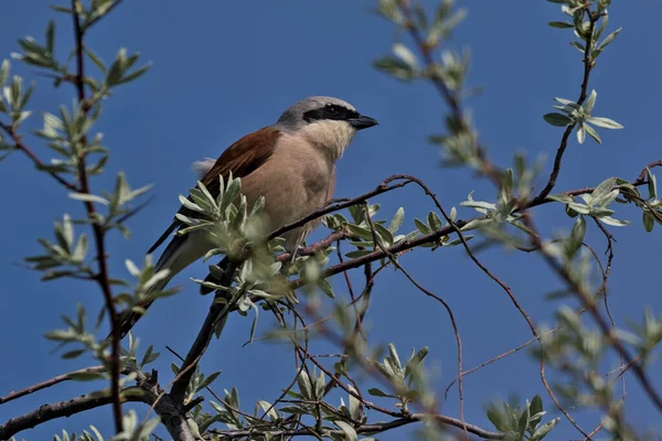 Red Backed Shrike Natural Habitat Small Songbird Sits Dry Branch — Foto Stock