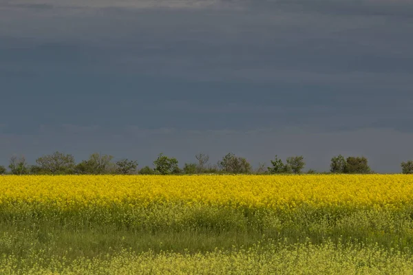 Fabulous Beautiful Yellow Rape Flowers Background Blue Sky Clouds Colza — Fotografia de Stock