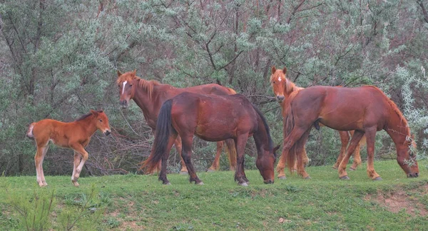 絵のように美しい無人島に野生の馬の群れ カラフルな自然背景 自然生息地 野生の哺乳類の野生動物写真です ウクライナのオデッサ州 — ストック写真