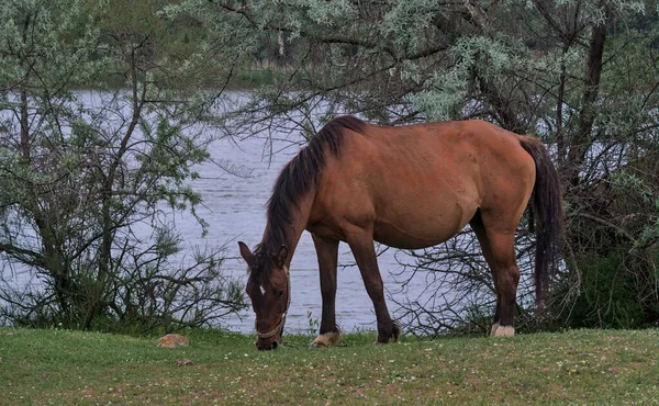 Beautiful Horse Meadow Eats Grass Desert Island Natural Habitat Photograph — Stockfoto
