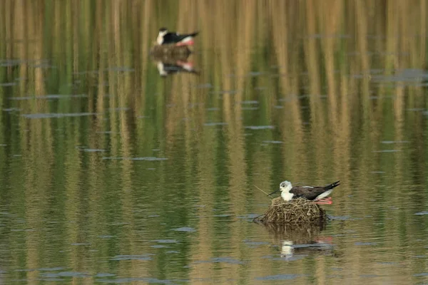 Black Winged Stilt Shallow Water Bird Sits Nest Middle Swamp — Stock Fotó