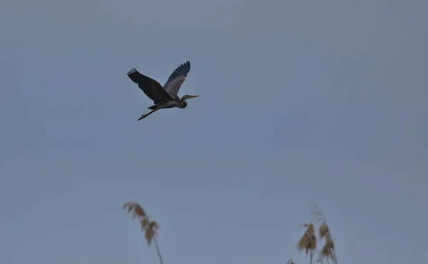 Flying Heron Colorful Nature Background Bird Purple Heron Ardea Purpurea — 스톡 사진