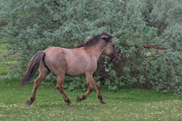 Poulain Sur Une Île Déserte Habitat Naturel Ceci Est Une — Photo