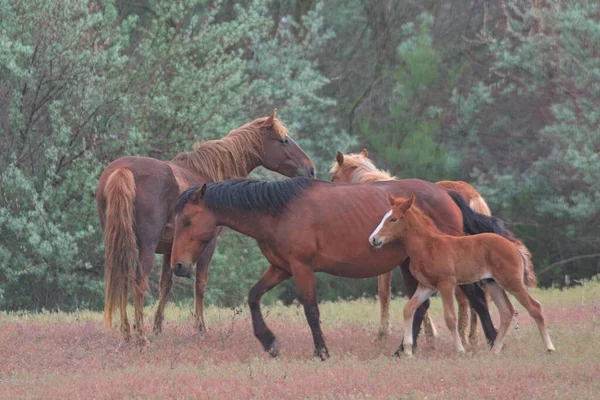 絵のように美しい無人島に野生の馬の群れ カラフルな自然背景 自然生息地 野生の哺乳類の野生動物写真です ウクライナのオデッサ州 — ストック写真