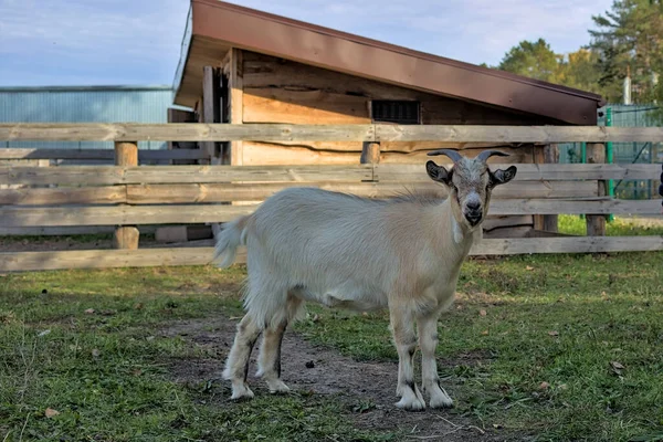 Fauna Animal Cameroon Goat Looks Photographer Portrait Beige Goat Big — ストック写真