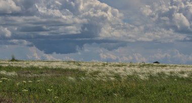 Uzun çimen tüyü çimenlerin yaz arkaplanı. Steppe bitki örtüsü yakın plan, doğa açık hava. Bulutlu bir gökyüzünün altındaki yeşil alan. Ufuktaki yalnız ağaçlar. Odessa Oblast, Ukrayna.