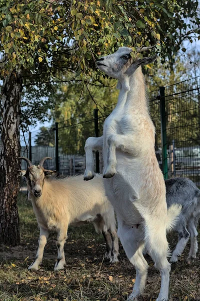 美しいカメロニアンヤギはその後ろの足に直立立っています ファウナ 動物だ 小さな農場だ ウクライナ — ストック写真