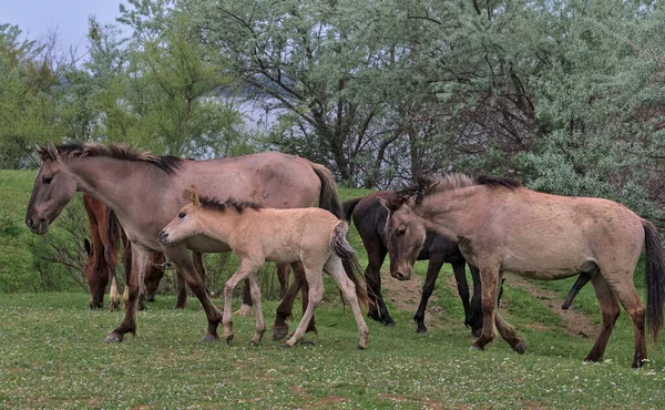絵のように美しい無人島に野生の馬の群れ カラフルな自然背景 自然生息地 野生の哺乳類の野生動物写真です ウクライナのオデッサ州 — ストック写真