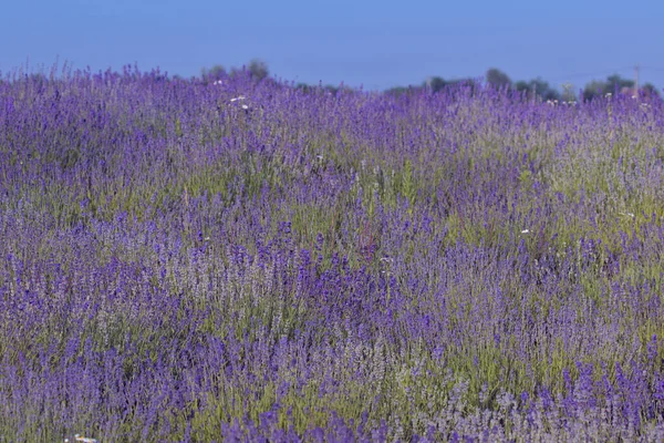 Immagine Mostra Una Vista Molto Bella Ricco Campo Lavanda Paesaggio — Foto Stock