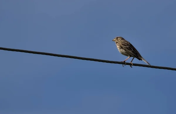 Pequeno Pássaro Milho Bunting Senta Fio Elétrico Primavera Céu Azul — Fotografia de Stock