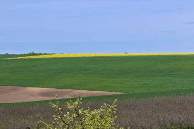Yeşil alan. Buğday, arpa ya da çavdar ya da diğer tahıl filizleri, bir tarım ve tarım kavramı. Kırsal alan. Tarım. Doğal halı. Odessa Oblast, Ukrayna.