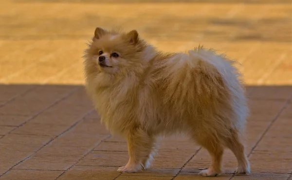 Pomeranian Bege Parque Pequeno Cão Bege Pomerânia Caminha Pelo Parque — Fotografia de Stock