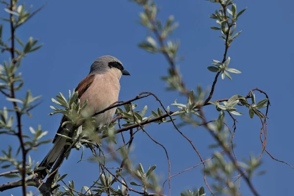 Shrike Dal Dorso Rosso Habitat Naturale Singolo Uccello Siede Ramo — Foto Stock