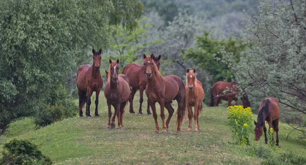 Een Kudde Wilde Paarden Een Pittoresk Verlaten Eiland Kleurrijke Natuur — Stockfoto