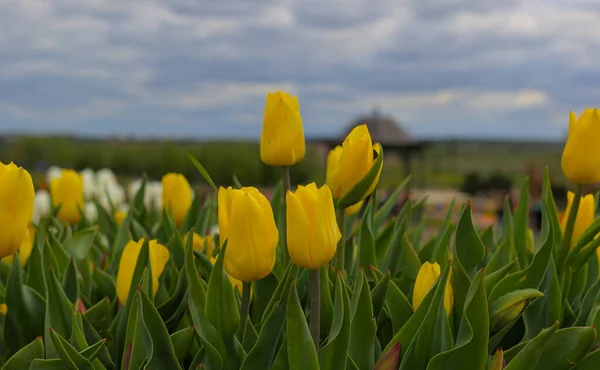 Tulipani Meravigliosi Campo Aperto Fiori Primaverili Una Calda Giornata Sole — Foto Stock