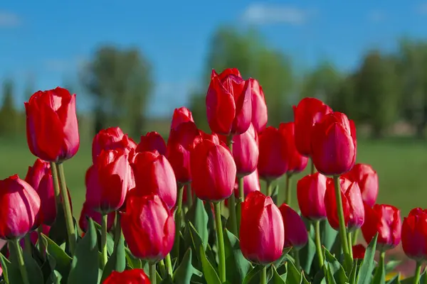 Tulipani Meravigliosi Campo Aperto Fiori Primaverili Una Calda Giornata Sole — Foto Stock