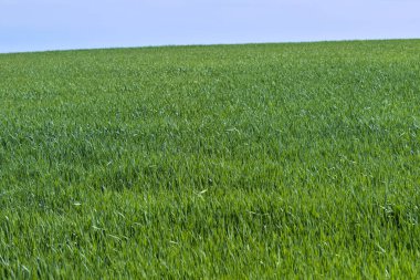 Yeşil alan. Buğday, arpa ya da çavdar ya da diğer tahıl filizleri, bir tarım ve tarım kavramı. Kırsal alan. Tarım. Doğal halı. Odessa Oblast, Ukrayna.