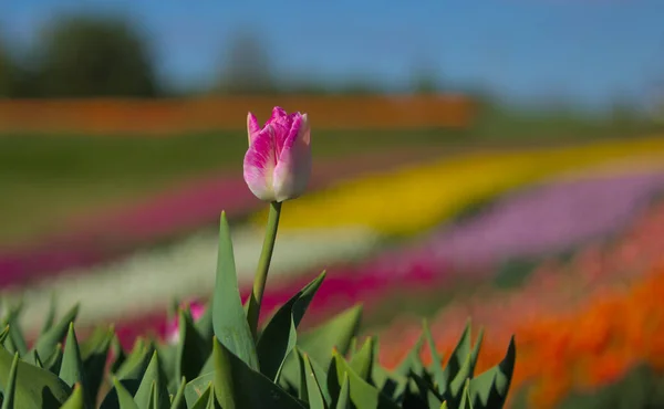 チューリップの巨大なフィールドに対する単一のチューリップ 暖かい晴れた日に春の花 市内の公園で素晴らしい景色 新鮮な明るい花 — ストック写真