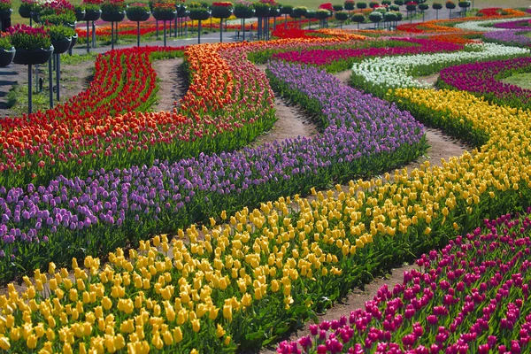 Огромное Поле Ярких Цветущих Тюльпанов Городском Парке Красота Цветущего Поля — стоковое фото