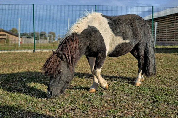 Caballo Falabella Miniatura Blanco Negro Paddock Pequeña Granja Ucrania Pintoresco — Foto de Stock