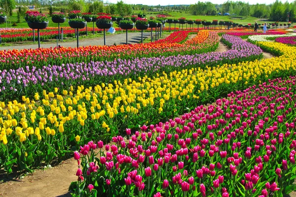 Kiev Ucrania Mayo 2021 Enorme Campo Tulipanes Brillantes Florecientes Parque — Foto de Stock