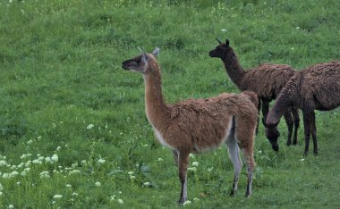 Zarif bir lama beyaz çiçeklerin yanındaki yeşil bir çayırda otluyor. Ukrayna 'nın güneyinde açık çayır. Çiftçi tarlası. Tarım. Ukrayna 'nın Rus işgalinden 281 gün önce.
