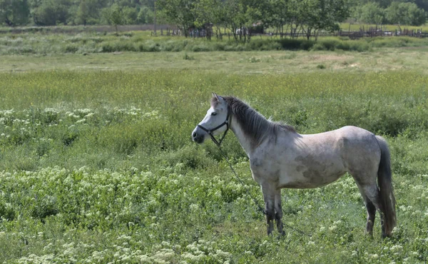 緑の牧草地で育った彼の頭を持つ灰色の白い美しい馬の肖像画 絵のような田園風景 頑丈な馬だ オデッサ地域 ウクライナ侵攻の281日前 — ストック写真