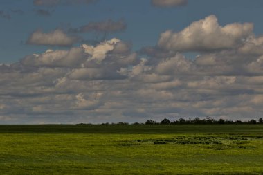 Yeşil alan. Buğday, arpa ya da çavdar ya da diğer tahıl filizleri, bir tarım ve tarım kavramı. Kırsal alan. Tarım. Doğal halı. Odessa Oblast, Ukrayna.