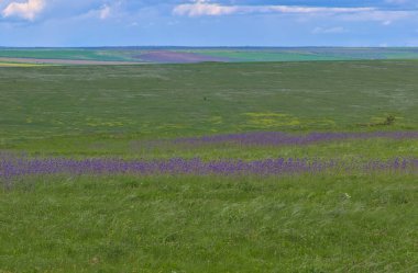 Bahar bozkırlarının sonsuz genişlikleri. Bozkır ovasının uzak ufukları. Çiçekli çimenli tarlanın üstündeki gökyüzü. Resimli kırsal alan. Doğal halı. Odessa bölgesi, Ukrayna.