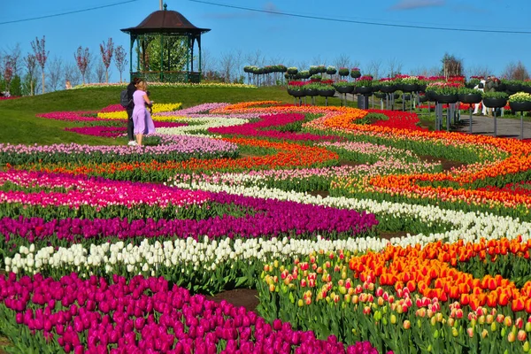 Kijev Ukrajna Május 2021 Egy Hatalmas Mező Fényes Virágzó Tulipán — Stock Fotó