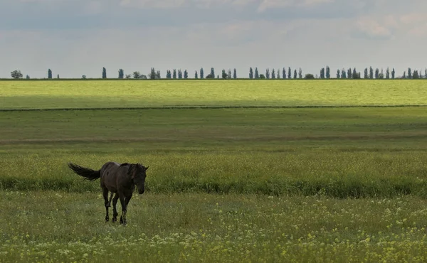 緑の牧草地で育った頭を持つ暗い茶色の美しい馬の肖像画 絵のような田園風景 大きくて丈夫な馬です ウクライナのオデッサ地方 モスクワ侵攻の前夜に — ストック写真
