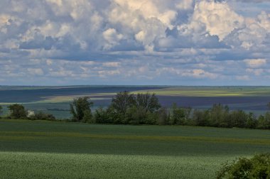 Bahar bozkırlarının uçsuz bucaksız genişliğinde fırtınalı bir gökyüzü. Bozkır ovasının uzak ufukları. Buğday, arpa ve tahıl filizleri. Tarım konsepti. Odessa bölgesi, Ukrayna.