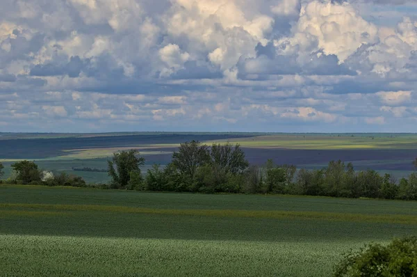 Bahar bozkırlarının uçsuz bucaksız genişliğinde fırtınalı bir gökyüzü. Bozkır ovasının uzak ufukları. Buğday, arpa ve tahıl filizleri. Tarım konsepti. Odessa bölgesi, Ukrayna.
