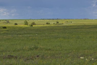 Bahar bozkırlarının sonsuz genişlikleri. Bozkır ovasından uzak ufuklar. Çiçekli çimenli tarlanın üstündeki gökyüzü. Resimli kırsal alan. Doğal halı. Odessa bölgesi, Ukrayna.