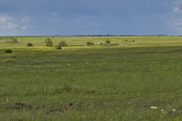 Bahar bozkırlarının sonsuz genişlikleri. Bozkır ovasından uzak ufuklar. Çiçekli çimenli tarlanın üstündeki gökyüzü. Resimli kırsal alan. Doğal halı. Odessa bölgesi, Ukrayna.