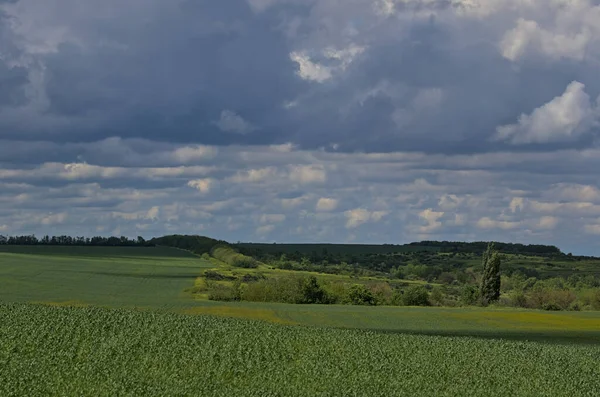 Bahar bozkırlarının uçsuz bucaksız genişliğinde fırtınalı bir gökyüzü. Bozkır ovasının uzak ufukları. Buğday, arpa ve tahıl filizleri. Tarım konsepti. Odessa bölgesi, Ukrayna.