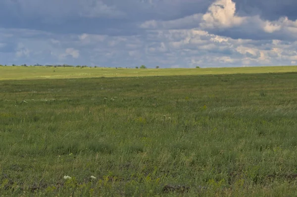 Bahar bozkırlarının sonsuz genişlikleri. Bozkır ovasından uzak ufuklar. Çiçekli çimenli tarlanın üstündeki gökyüzü. Resimli kırsal alan. Doğal halı. Odessa bölgesi, Ukrayna.