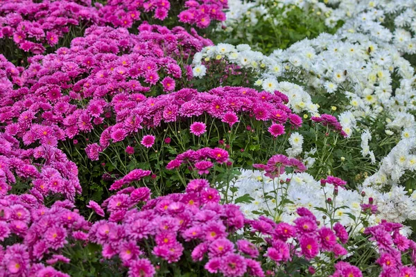 Grand Lit Fleurs Chrysanthèmes Rouge Vif Blanc Dans Parc Automne — Photo