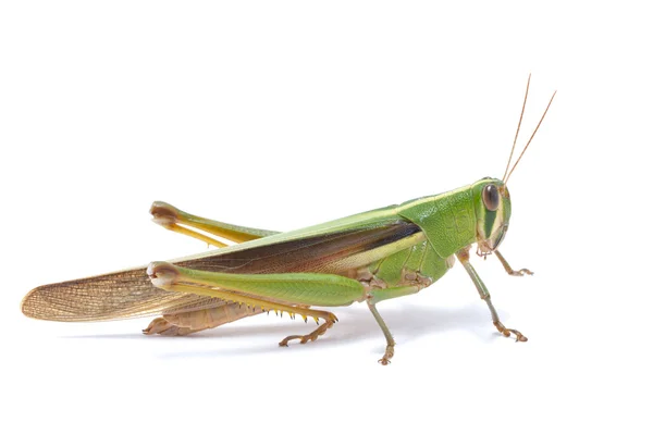 Grasshopper isolated on white background. — Stock Photo, Image