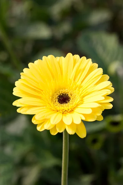 Květina žlutá gerbera (lesk). — Stock fotografie