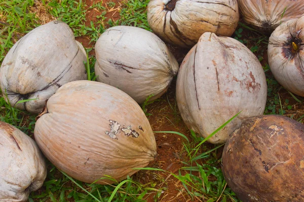 Frutas de coco maduras — Fotografia de Stock