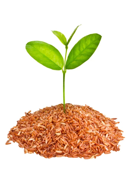 Kleiner Baum, der auf einem Haufen rotem Bio-Reis wächst. — Stockfoto