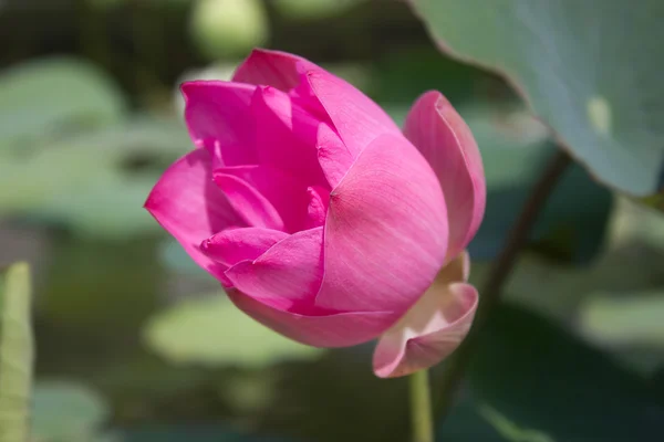 Розовая лилия . — стоковое фото
