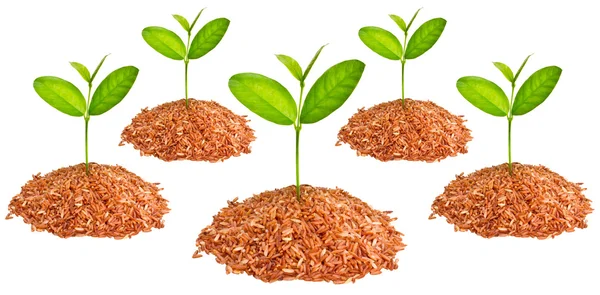Kleiner Baum, der auf einem Haufen rotem Bio-Reis wächst. — Stockfoto