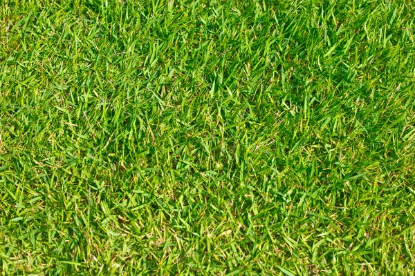 Close up of green grass of football field. — Stock Photo, Image