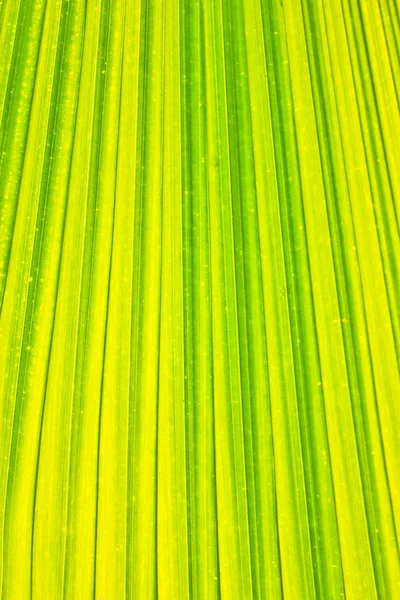 Palm leaf background. — Stock Photo, Image