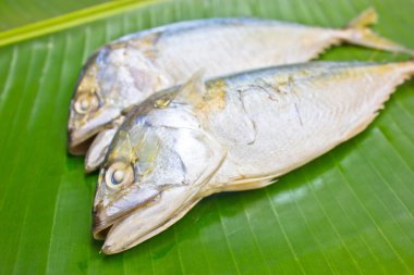 mackerels yeşil muz yaprağı.