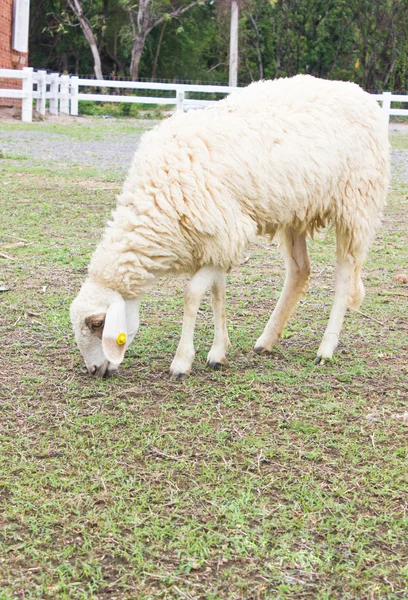 Fechar de ovelhas . — Fotografia de Stock