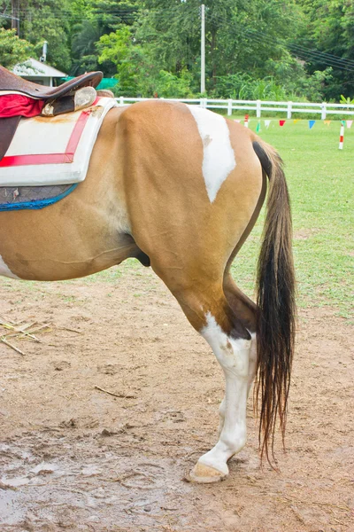 Koně buttom ve farmě. — Stock fotografie