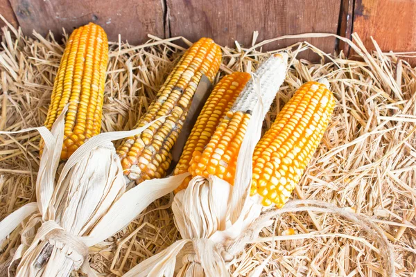 Callos de naturaleza muerta puestos en hays . — Foto de Stock